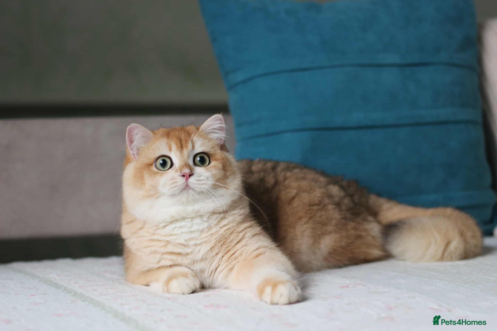 British Shorthair cats Exceptional NY12 BRI Black Golden Shell - Advert 12