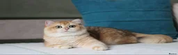 British Shorthair cats for stud: Exceptional NY12 BRI Black Golden Shell - Advert 1