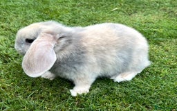 Mini Lop rabbits for sale: Mini Lops Ready now!!!!  in Coalville - Image 31