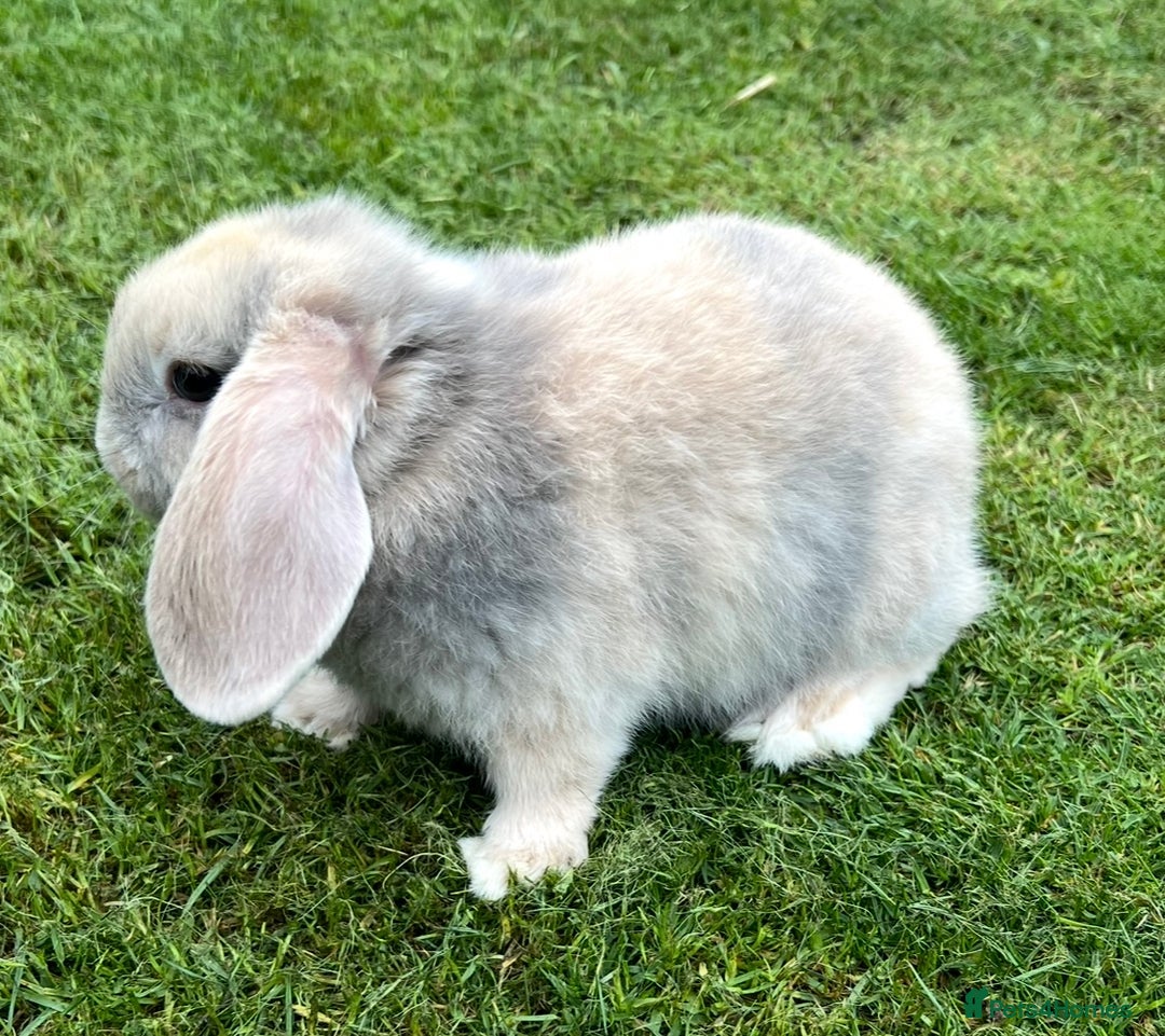 Mini Lop rabbits for sale: Mini Lops Ready now!!!!  in Coalville - Image 31