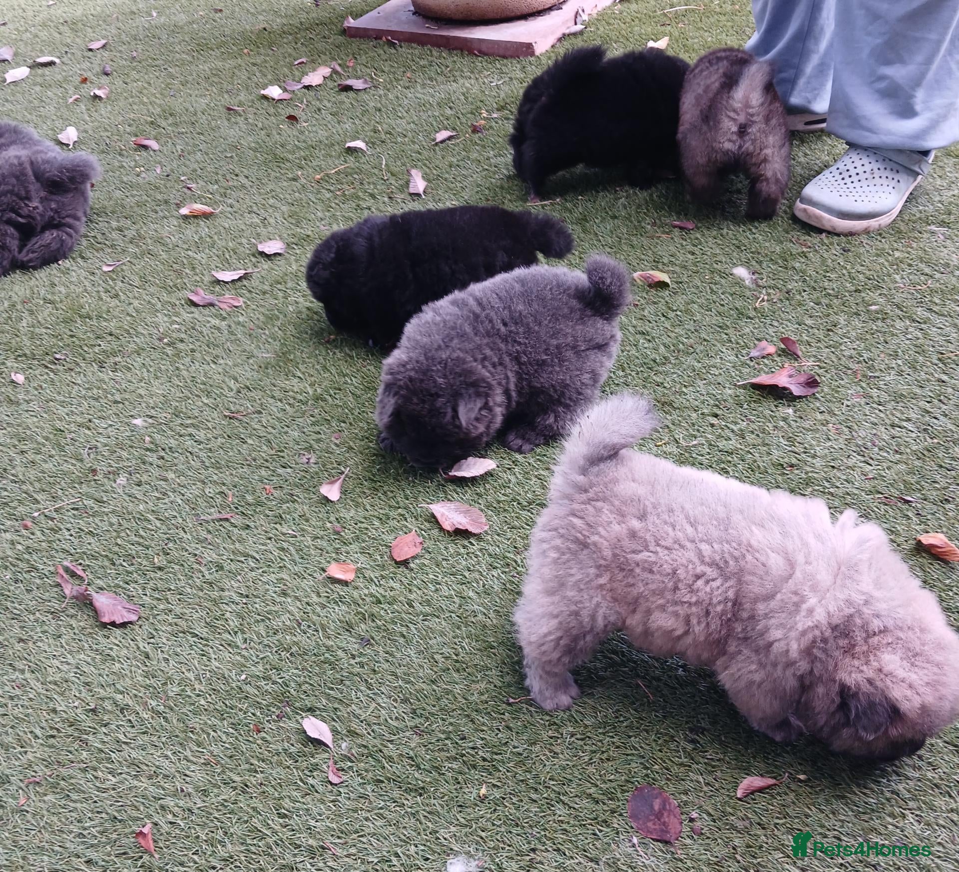 Chow Chow dogs Beautiful kc registered chow chow pups - Advert 6