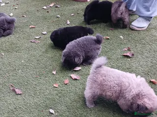 Chow Chow dogs Beautiful kc registered chow chow pups - Advert 6