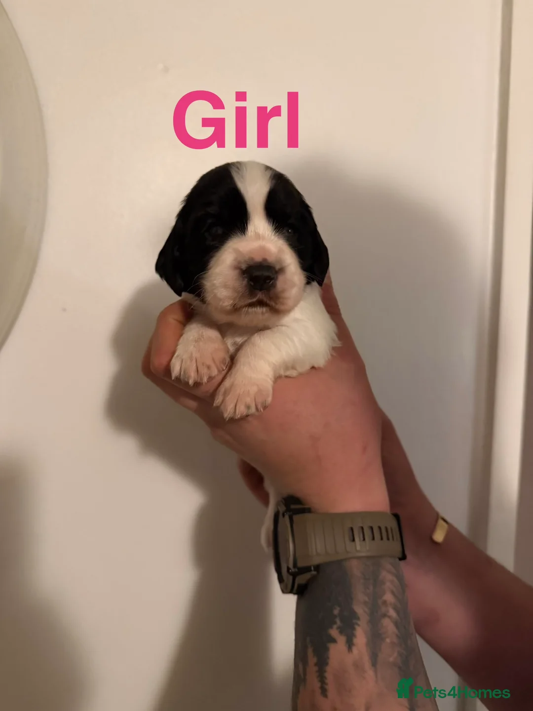 Sprocker dogs for sale: Sprocker puppies - Advert 8