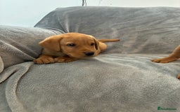 Labrador Retriever dogs for sale: Labrador retriever  - Image 5