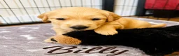 Golden Retriever dogs for sale: KC Registered Golden Retriever Puppies Parents HC - Advert 4