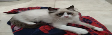 Ragdoll 2