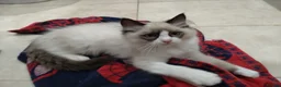Ragdoll cats for sale: Beautiful Male Ragdoll Kittens - Advert 5