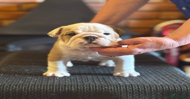 English Bulldog dogs - Advert 11