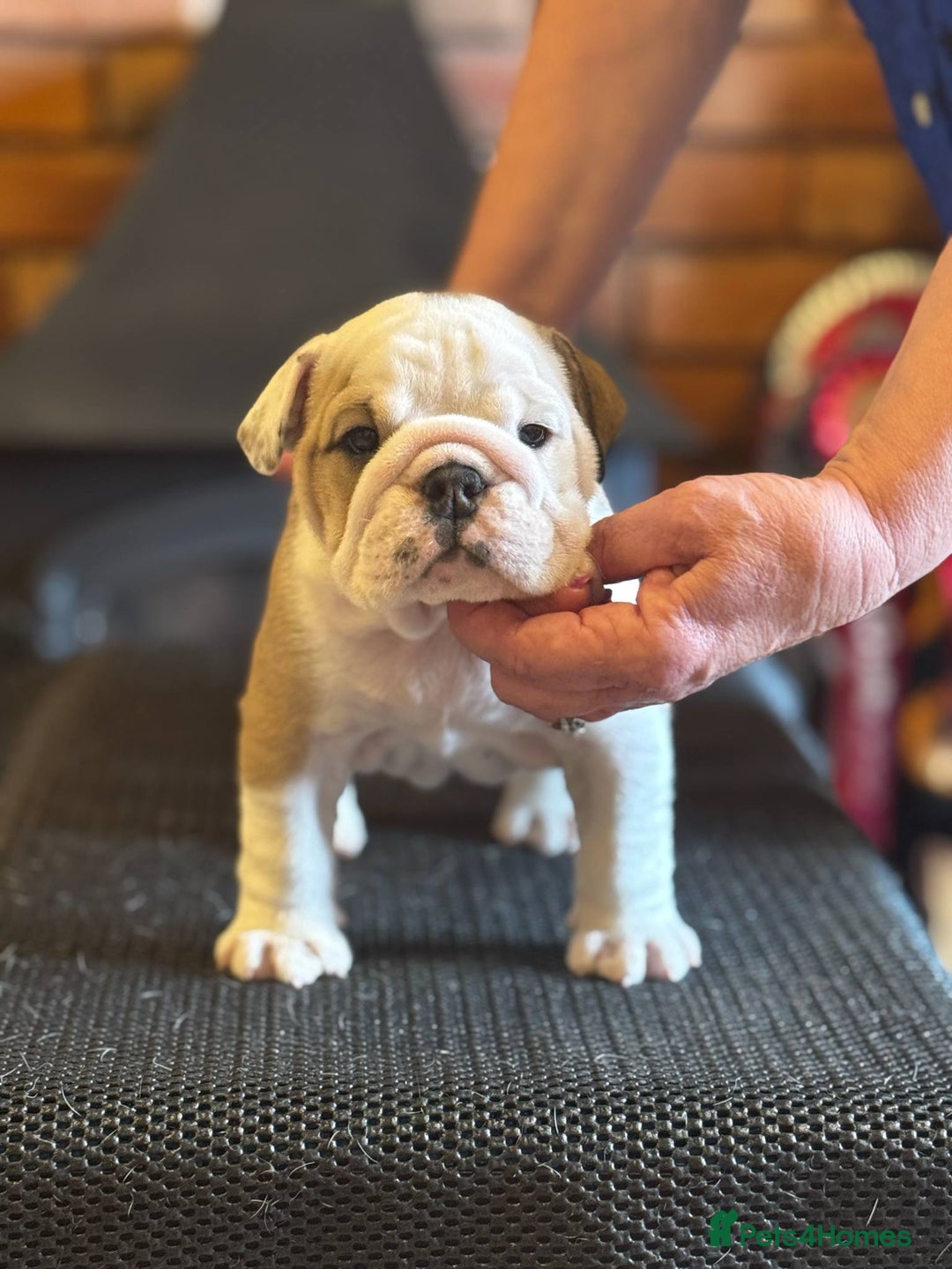 English Bulldog dogs for sale: Kennel Club Registered Standard Colour Bulldogs - Image 3