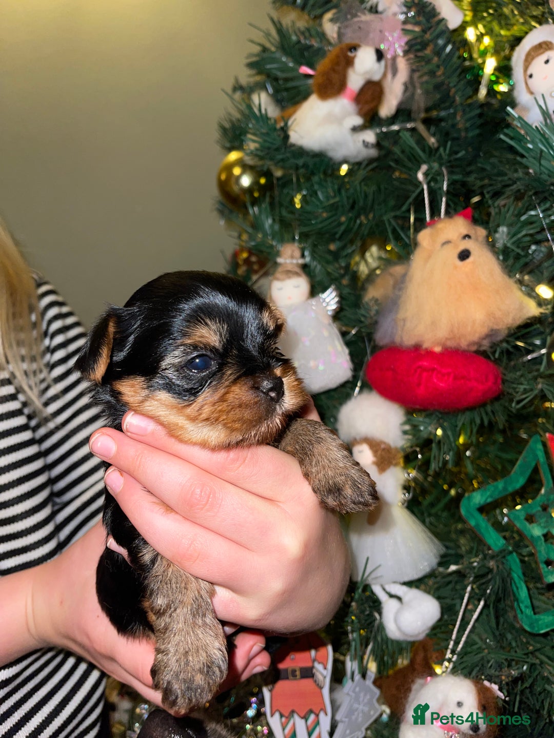 Yorkshire Terrier dogs for sale: Absolutely stunning  mini yorkie boy  - Advert 5