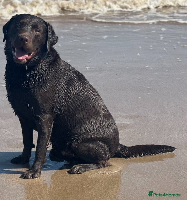 Labrador Retriever dogs Marley  - Advert 1