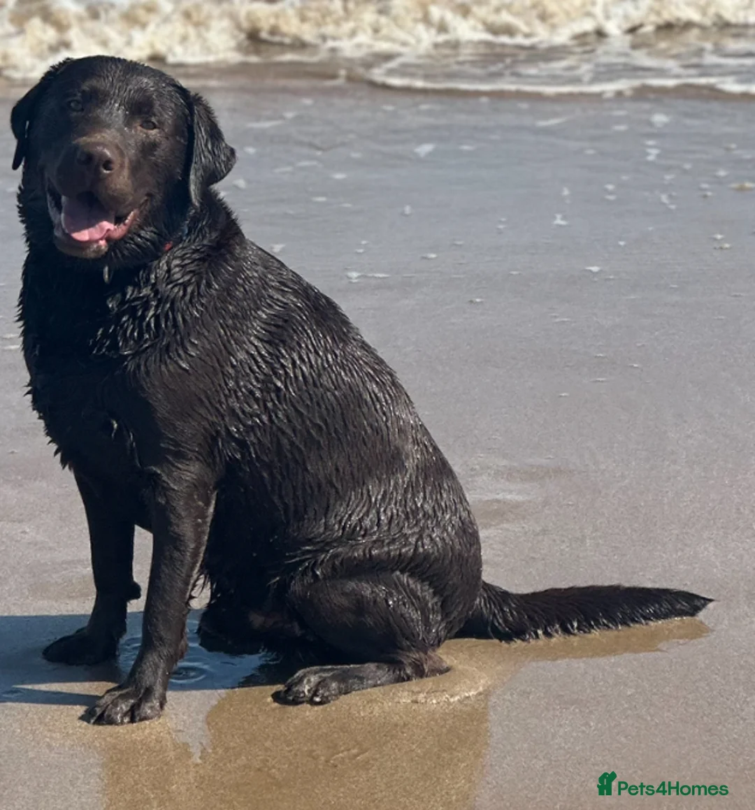 Labrador Retriever dogs for stud: Marley  in Wisbech - Advert 1