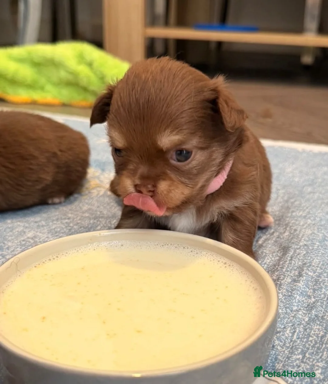 Chihuahua dogs for sale: 4 gorgeous longhaired apple head chihuahua pups - Advert 2