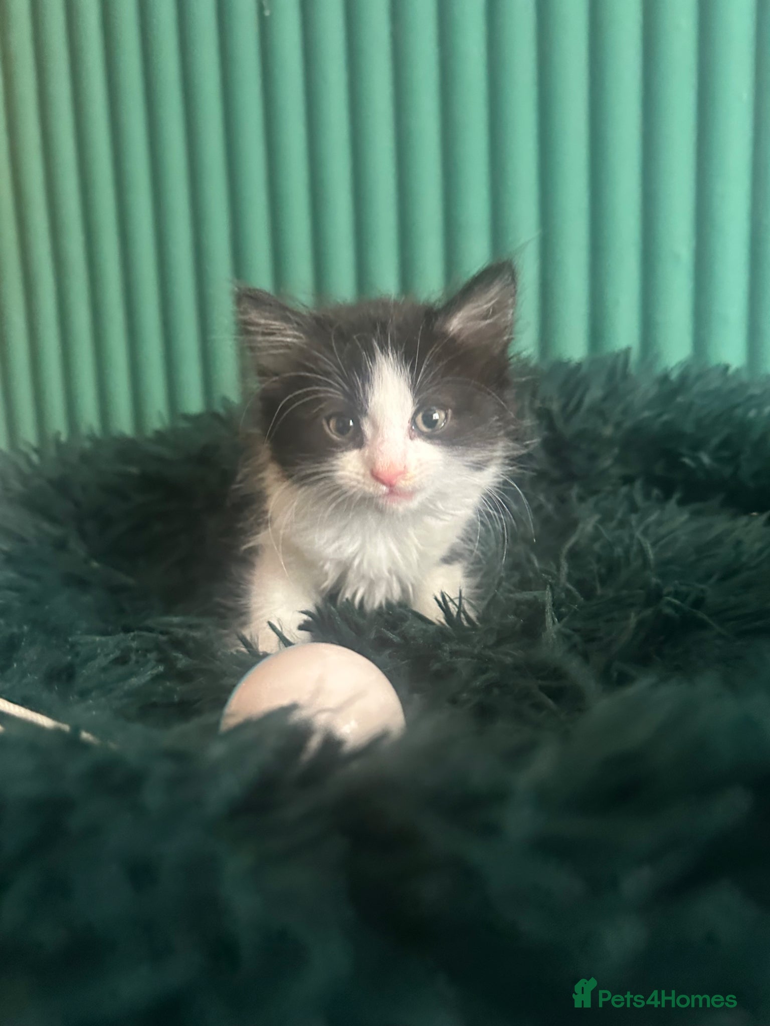 Mixed Breed cats for sale: Long hair kittens  - Advert 4
