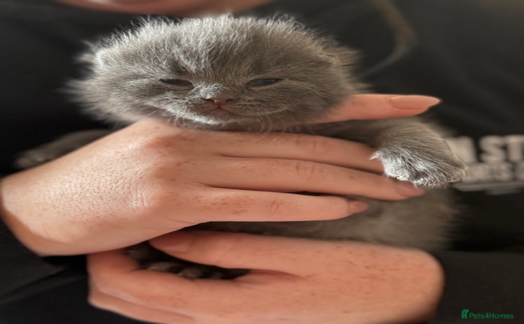 British Shorthair cats - Advert 1