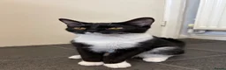 Mixed Breed cats for sale: Female 8 months tuxedo cat in Stafford - Advert 6