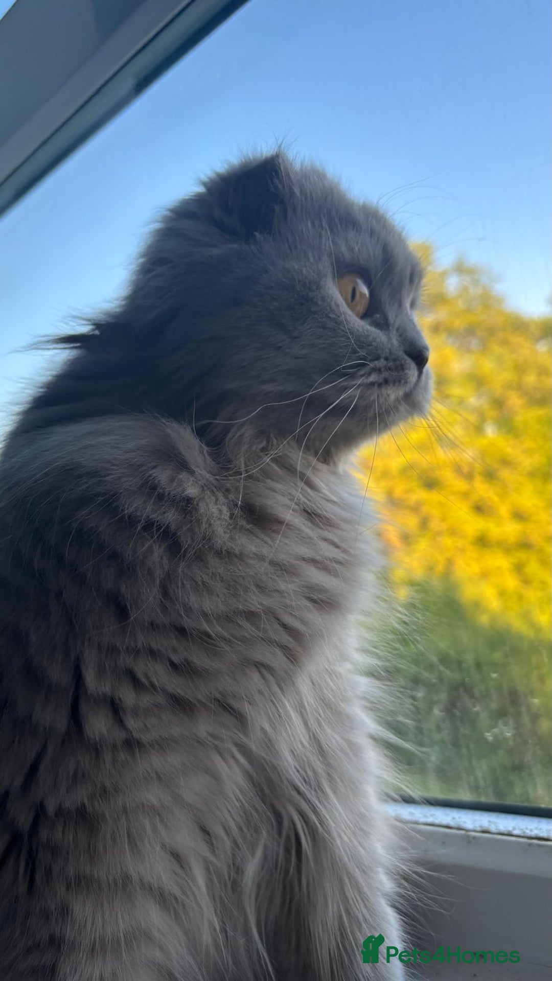 Scottish Fold cats for sale: Willow - Image 6