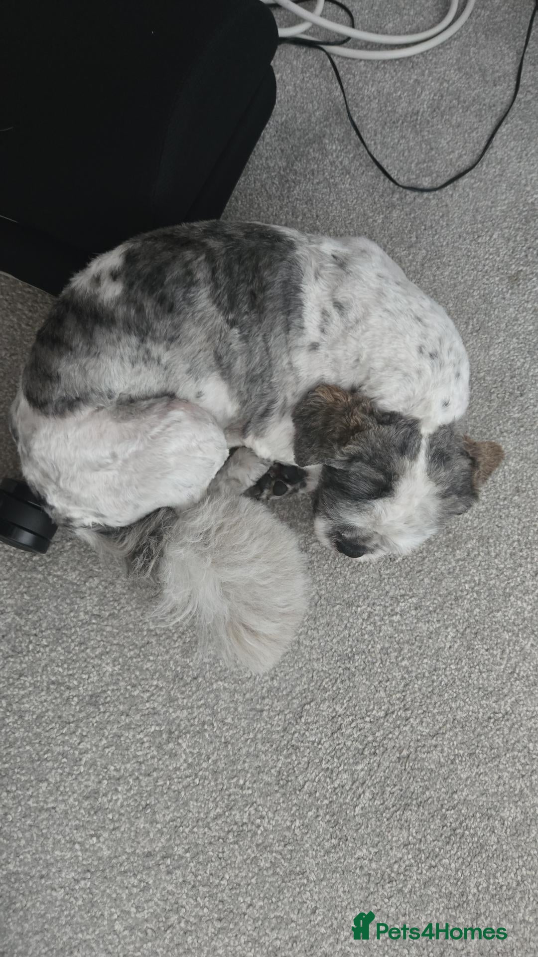 Shih Tzu dogs for sale: Beautiful Shih Tzu Boy Looking for a Forever Home - Advert 2