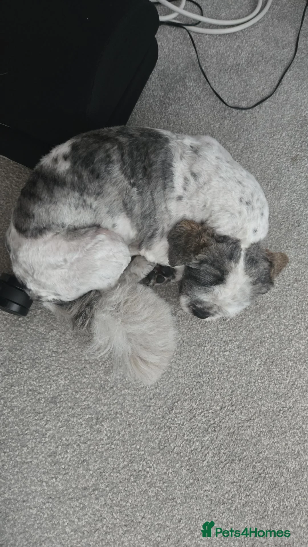 Shih Tzu dogs for sale: Beautiful Shih Tzu Boy Looking for a Forever Home - Advert 2