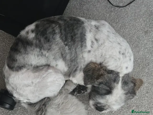 Shih Tzu dogs for sale: Beautiful Shih Tzu Boy Looking for a Forever Home - Advert 2