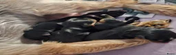 Mixed Breed dogs for sale: 4 gorgeous yorkshire terrier x mini yorkie pups - Advert 25