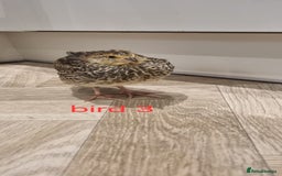 Quail poultry for sale: Coturnix quail three week old (not sexed)  - Image 6