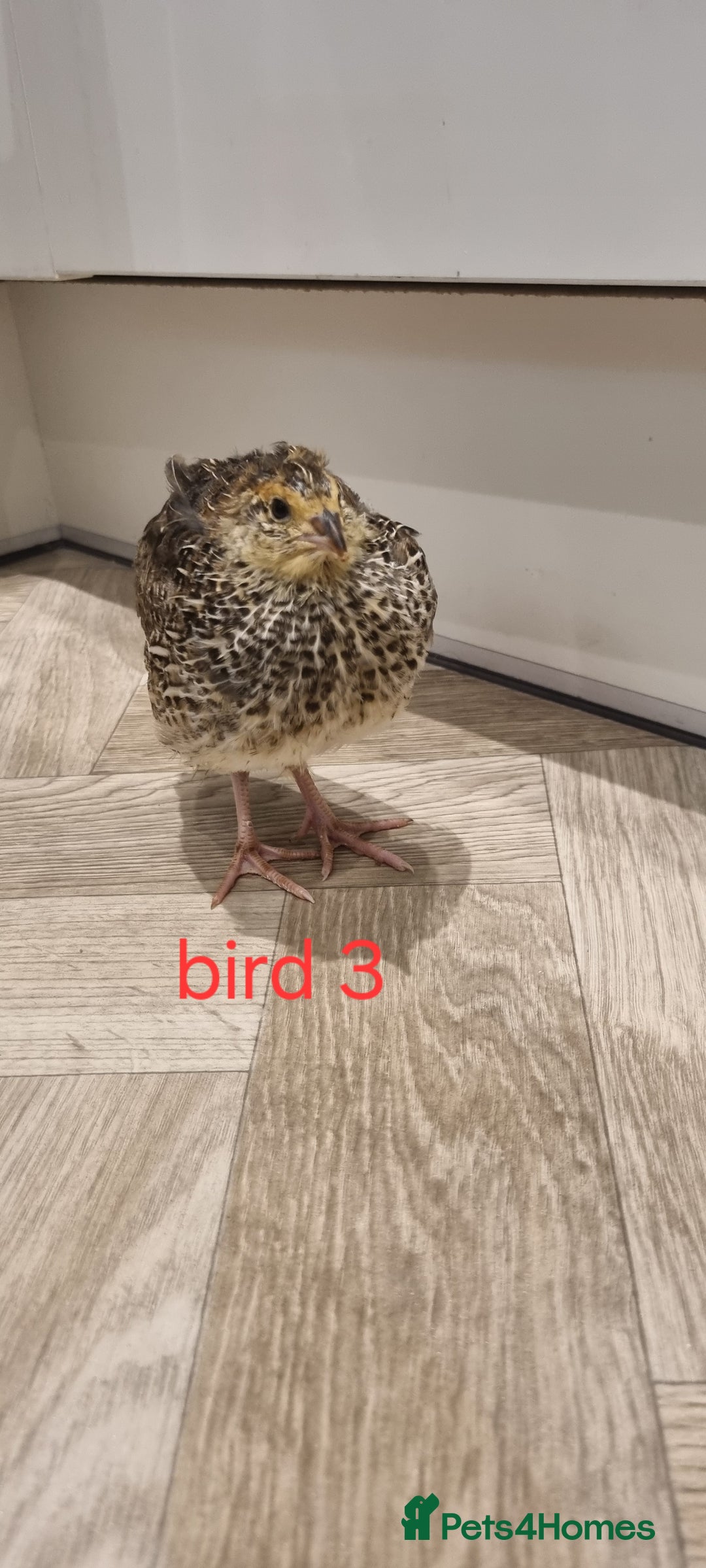 Quail poultry for sale: Coturnix quail three week old (not sexed)  - Image 6