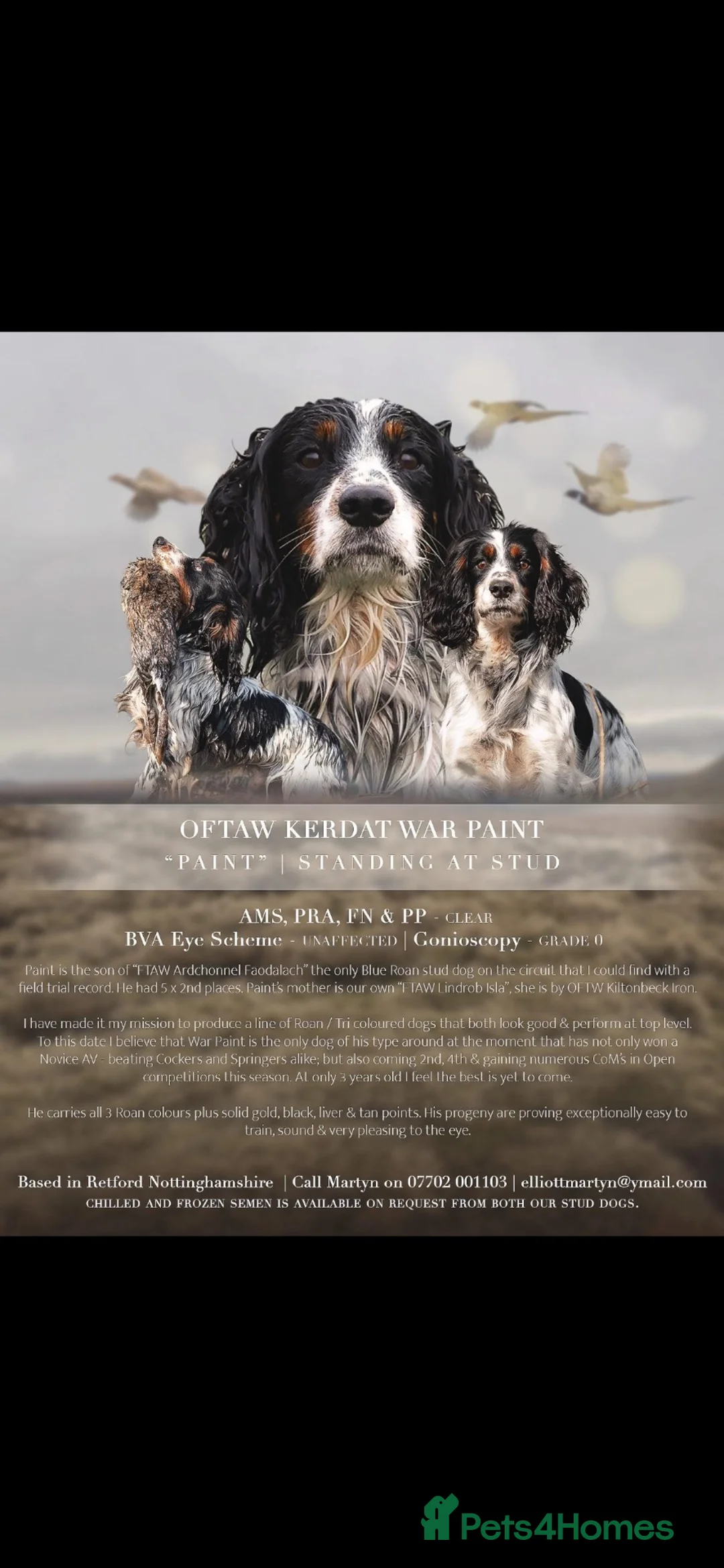 Cocker Spaniel dogs for sale: Roan-Health Tested-FTW sire-KC reg Working cockers - Advert 9