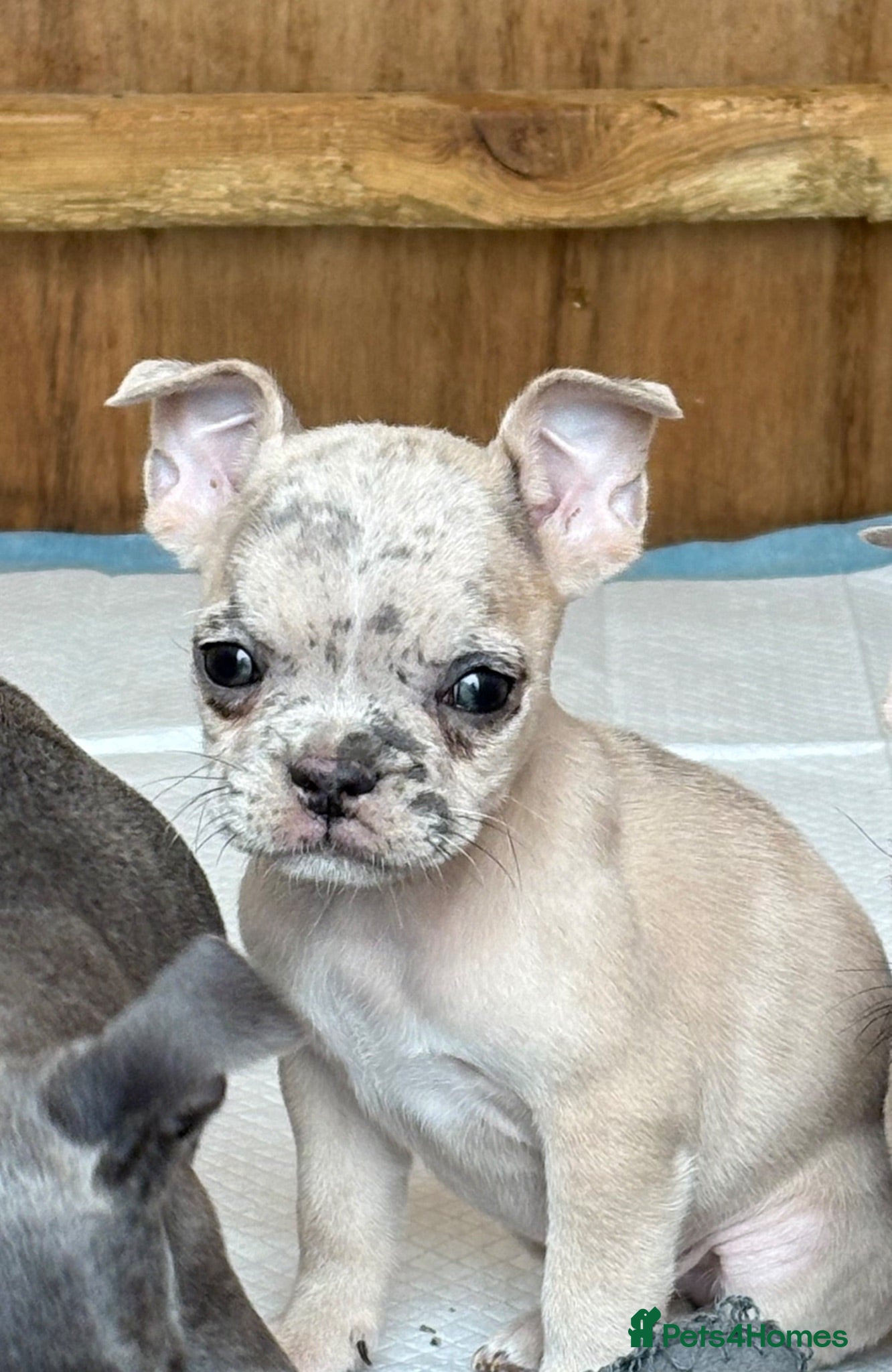 Frug dogs 1 x French Bulldog X Pug Puppy boy left - Advert 1
