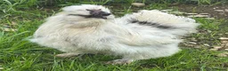 Chickens poultry for sale: Silkie Hatching Eggs – Paint & Cuckoo-Type  - Advert 4