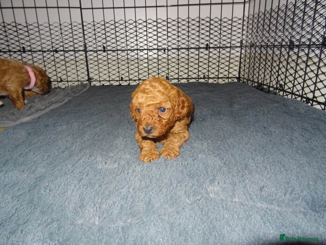 Maltipoo dogs for sale: 🐾 F1b Maltipoo Puppies – Ready Early January 🐾 - Advert 8