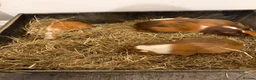 Guinea Pig rodents for sale: Guniea pig for free  - Advert 10