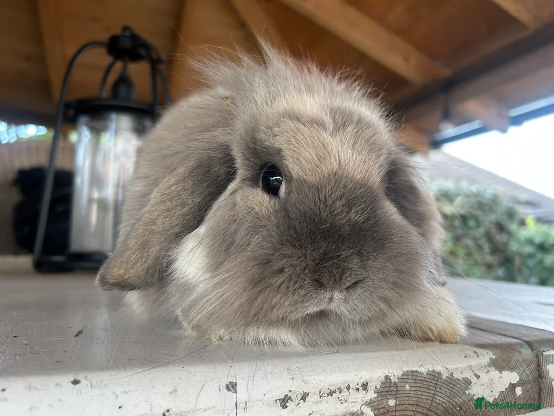 Mini Lop rabbits for sale: Mini lop - Advert 2