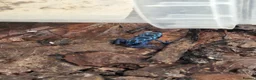 Frog reptiles for sale: AZUREUS DART FROGS - Advert 5