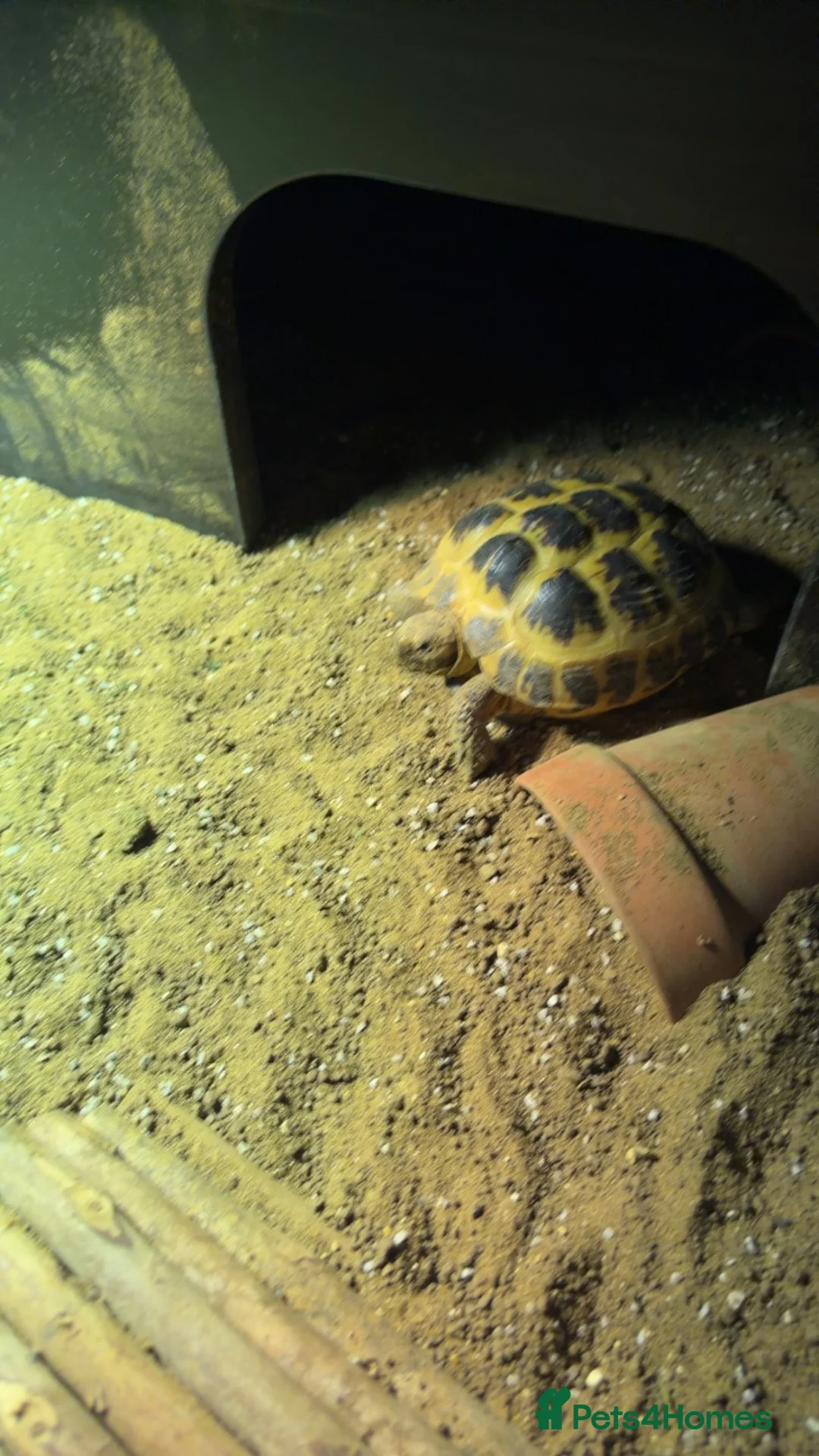 Hermann Tortoise reptiles for sale: Hermann tortoise   in Dundee - Advert 2