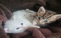 British Shorthair cats for sale: ✨ Gorgeous 6-Week-Old Kittens litter trained ✨ - Image 1
