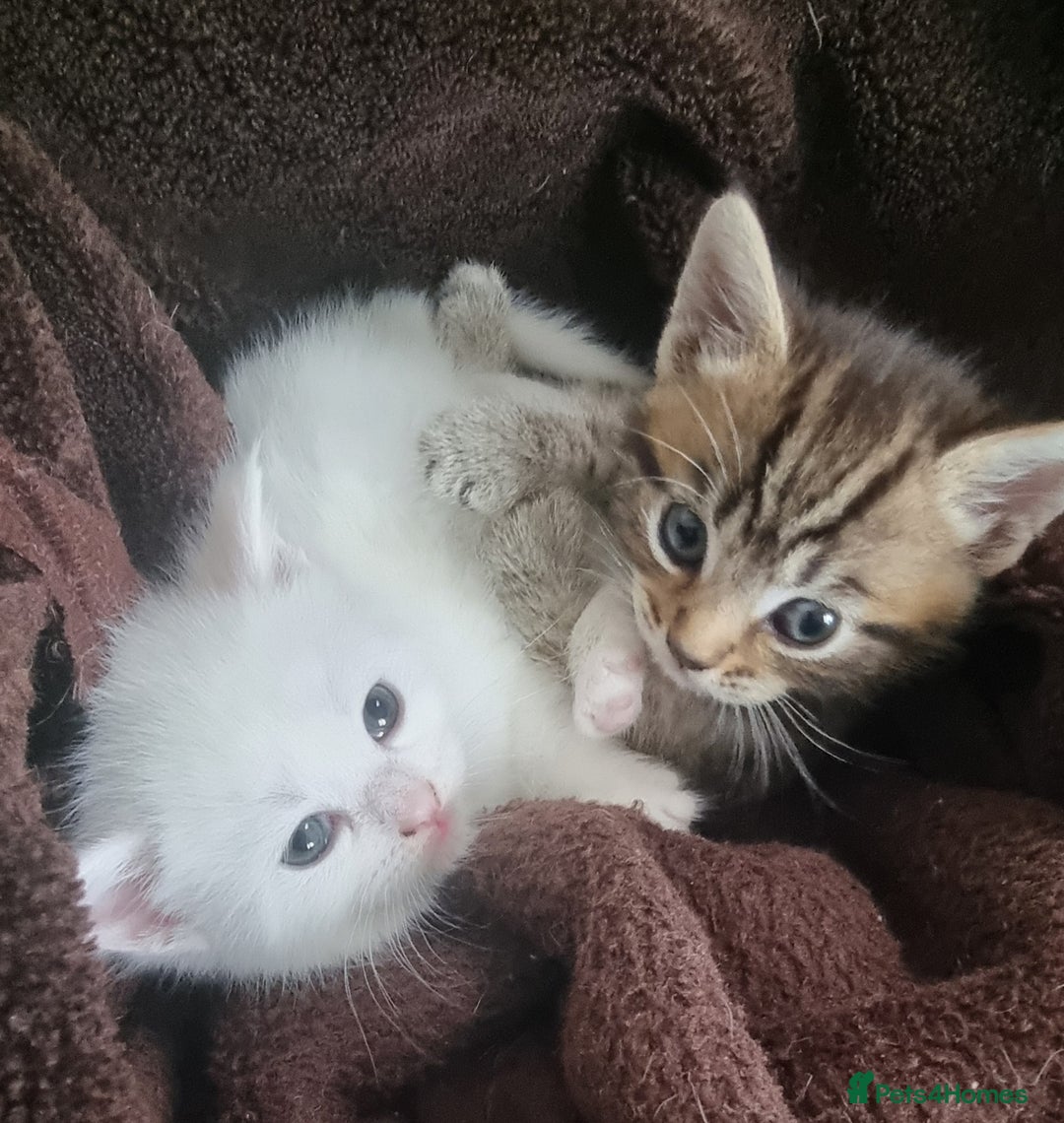 British Shorthair cats for sale: ✨ Gorgeous 6-Week-Old Kittens litter trained ✨ - Image 1