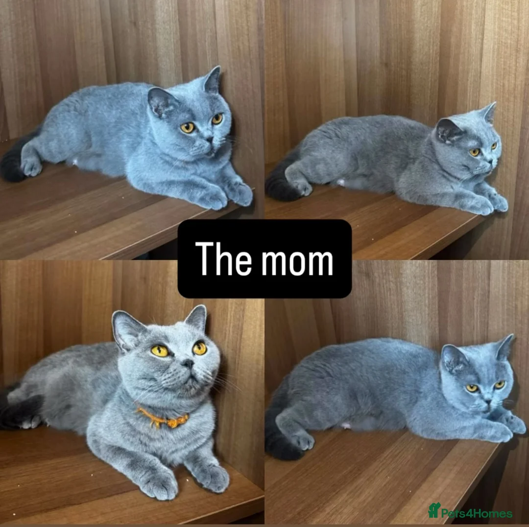 British Shorthair cats for sale: 3 British shorthair girls - Advert 2