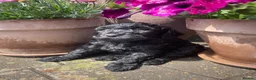 Cockapoo dogs for sale: Beautiful Litter of F1B Cockapoos🐶 - Advert 37