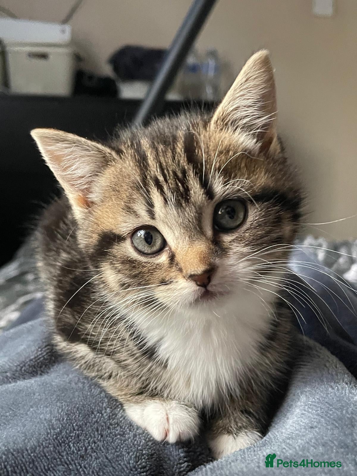 Mixed Breed cats 3 Beautiful female tabby kittens  - Advert 16