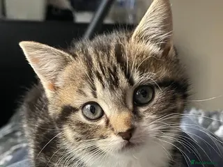 Mixed Breed cats 3 Beautiful female tabby kittens - Advert 16