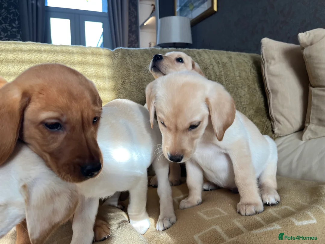 Labrador Retriever dogs for sale: Stunning Labrador pedigree puppies  - Advert 7