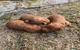 Miniature Poodle dogs for sale: Stunning KC Registered Tiny Red Miniature Poodles - Image 10