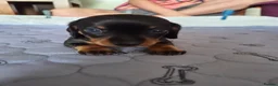 Dachshund dogs for sale: Miniature Dachshund Puppies - Advert 4