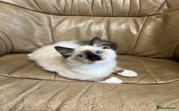 Ragdoll cats for sale: READY TO GO! Beautiful Ragdoll Kittens - Image 7