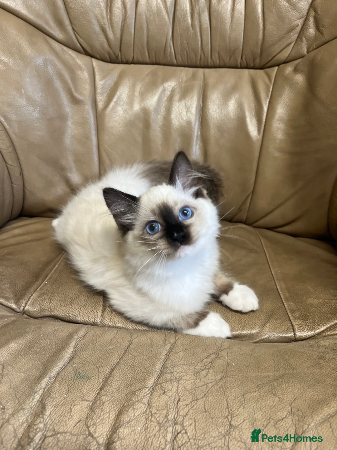 Ragdoll cats for sale: READY TO GO! Beautiful Ragdoll Kittens - Image 7