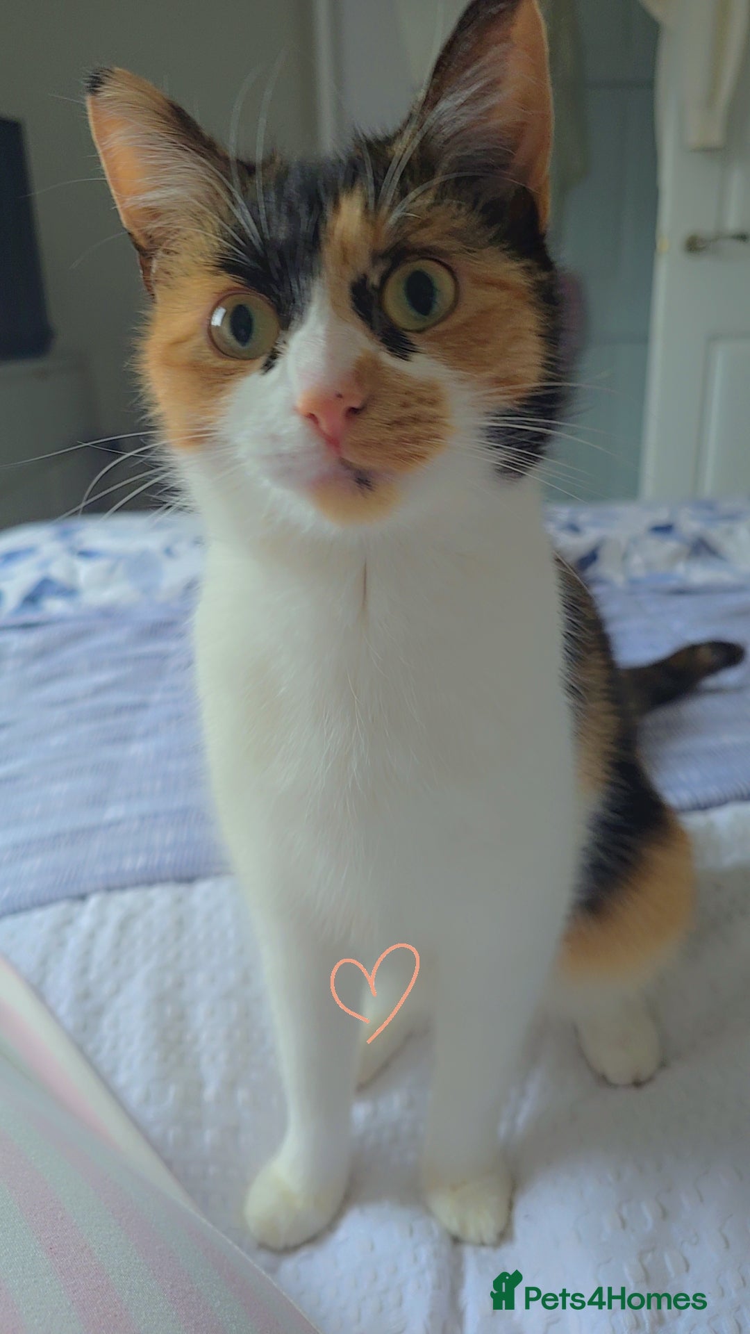 Mixed Breed cats Female tortoise shell cat  - Advert 3