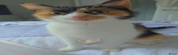 Mixed Breed cats for sale: Female tortoise shell cat  in Telford - Advert 1