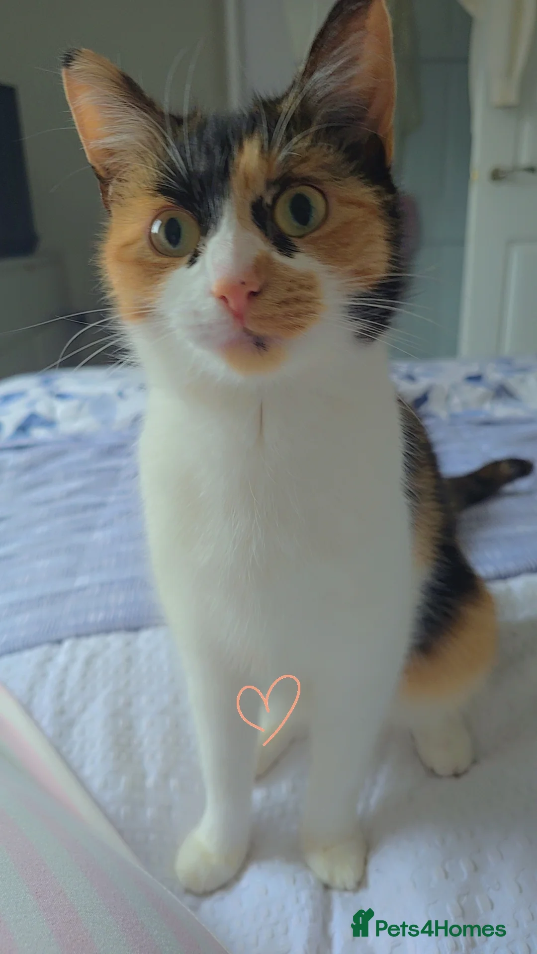 Mixed Breed cats for sale: Female tortoise shell cat  in Telford - Advert 1