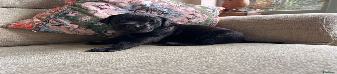 Labrador Retriever Puppy 4